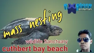 cuthbert bay | wildlife Sanctuary | sea turtles | egg nesting | hatching | temothi ekka | andaman