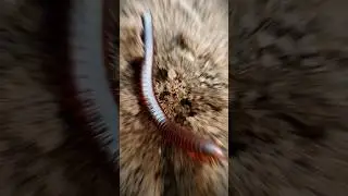 millipede vs snail #shorts #viral #fight