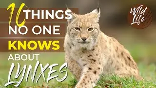 10 Things No One Knows About the Lynx | Unveiling the Secrets of This Enigmatic Creature