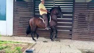 Los mejores caballos colombianos 🇨🇴