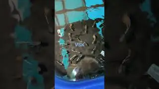 JAPANESE BLUE RED GUPPY | Guppy | guppy sale | vsk guppy farm |