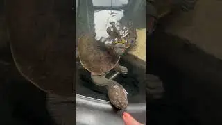 Australian Snake Neck Turtle is trying to eat owner's finger!