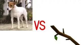 Dog VS Stick
