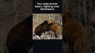 Real Bear Fight 🐻💥 Nature&rsquo;s UFC! (No CGI)