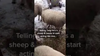 Twig is merely a dog in disguise