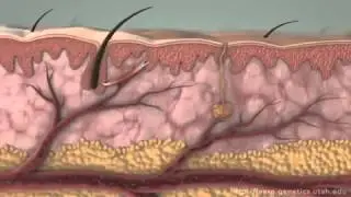 How Cells Communicate In Their Internal Environment
