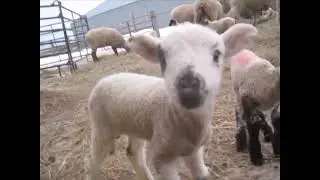 Lambs Bouncing!! | (Winter Lambing 2022)