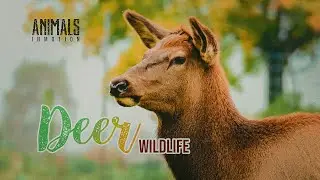 Life of Deer | Amazing Nature Documentary  | white-tailed deer | nature documentary