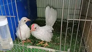 Gà tre mỹ mini 2,3,4 tháng tuổi giá mềm, mời anh em đam mê kết nối