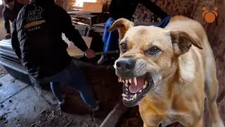 Angry Dog Abandoned in Barn whole Life Gets LOVE for First Time