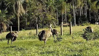 GREATER RHEA harem (RHEA AMERICANA), EMA, It is the largest species of existing birds in Brazil.