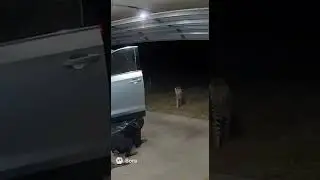 🐶💪 Brave Dog Fights Off Tiger to Save His Owner!