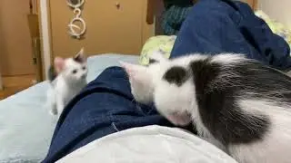 生後50日 はしゃぐ子猫たち
