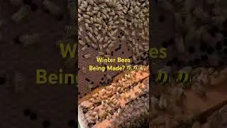 Bees Made for Winter #backyardbeekeeping #honeybees #beekeeping #honey @MikeBarryBees
