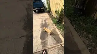 Outside Cheese Time .Aloha #orangetabby #cat #catbreed #cute #cattype #kitten #tabbykitten #catbaby