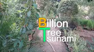 Tree Plantation in Spring season | Billion Tree Tsunami? #BaithakPindDi