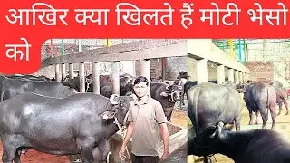 भारत कि सबसे मोटी तगड़ी भेस बालाजी डेरी फार्म #dairyfarm#dairysolutionbysatish#dairybusiness#