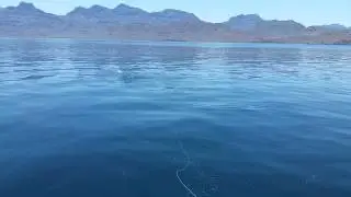 Sample of Fly Fishing for Dorado in Baja