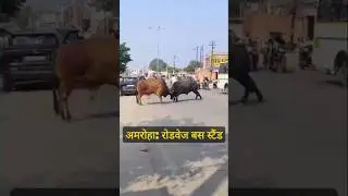 Amroha News today: रोडवेज बस स्टैंड पर दो आवारा सांडों का तांडव, लोगों में दहशत | UP Latest News