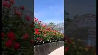 Beautiful view rose flowers garden