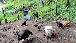 The weekend went too fast. Just  not enough time in a day on a small farm in the woods