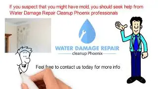 What is the Process of Mold Remediation?