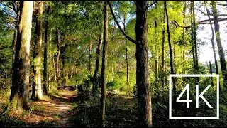 Immersive Walk on an Overgrown Nature Trail in 4K Ultra HD | Massive Fallen Tree | Soothing ASMR
