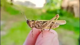 Fishing with Live GrassHoppers! Crazy!