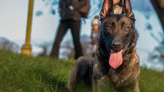 Belgian Malinois and Livestock Guardian Instincts