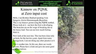 Kinnow on PQNK at Zero input cost