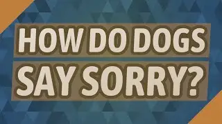 How do dogs say sorry?