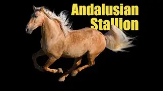 Rare Palomino Andalusian Stallion