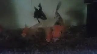 fish video
