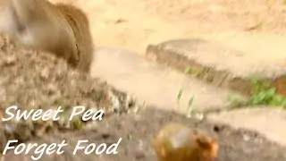 Sweet Pea Monkey Quick Running Lost Food | Rose Thank You Sweet Pea Keep Food | Monkey Crying