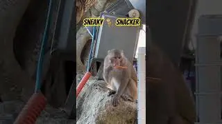 I visited Monkey Island in DaNang.  Those monkeys have my utmost respect.