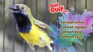 SUARA SOGON GACOR UNTUK PANCINGAN SOGON TROTOL BUNYI SEMAKIN RAJIN part 130