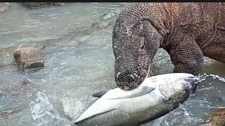 Komodo, Fish Hunting in the river