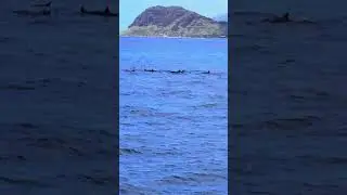 Dolphin,  snorkeling,  and Whale Watching  tour with Ocean Joy cruises Hawaii on 27 Mar 2023