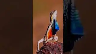 🪭Веер☝️горло🦎