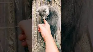 #music #cat #kitten #catspride #cute #pride #animals #funny #cutecat