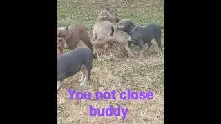 #subscribe #viral #reels #youtubeshorts #shorts #reels #funny #hump #explore #dogs #bully
