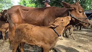 12 JUTA‼️BABON ANAK BANYAK TIDAK ADA PEMBELI | Pasar Sapi Jatirogo