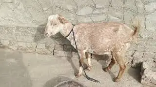 Beautiful goats village in life 
