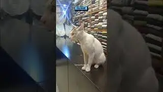 Cute Cat 🐱 #cat #cutecat #animals #shorts #treanding