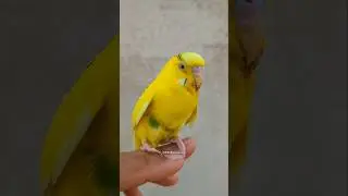 This Bird Is Too Cute 😍 #birds #cutebirdspetsaviary #shorts