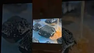 Pure Gold Making process in one short video #extraction #gold #making #process 