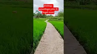 Pemandangan sawah yang begitu indah #kahanandesa #pemandangansawah #nature #suasanapedesaan