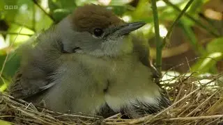 Compilation of the Blackcap Nest at RSPB Arne | Springwatch 2024