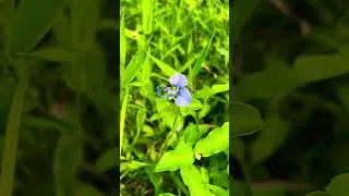 Commelina diffusa #climbing #day #flower 🪻#wildlife #plants