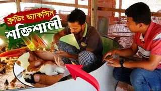 দেশি মুরগির বাচ্চা ব্রুডিং পদ্ধতি - মুরগির বাচ্চার ভ্যাকসিন | brooding system in poultry || কৃষি ঘর